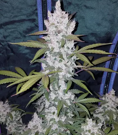 Julies Cookies Auto feminized seeds