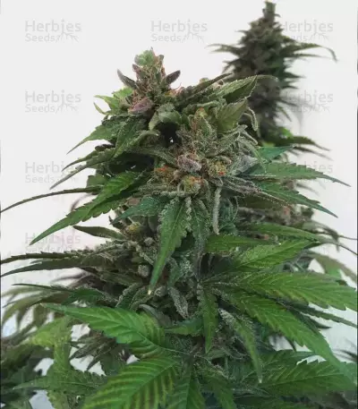 Semillas feminizadas Kosher Kush (Reserva Privada)