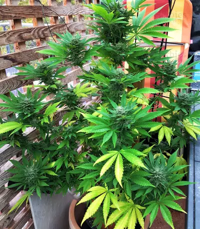 Mexican Sativa Seeds