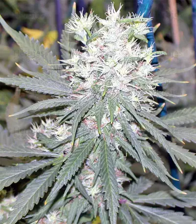 Panama D.C. Seeds