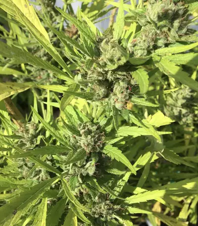 Graines de cannabis Panama Haze (Ace Seeds)
