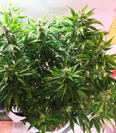 Semi femminizzati di Pineapple Glue