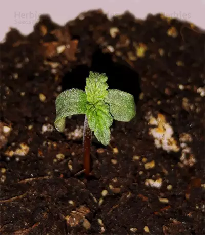 Graines de cannabis Road Dawg Regular (Karma Genetics)
