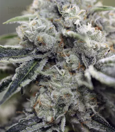 Rollex OG Kush Seeds