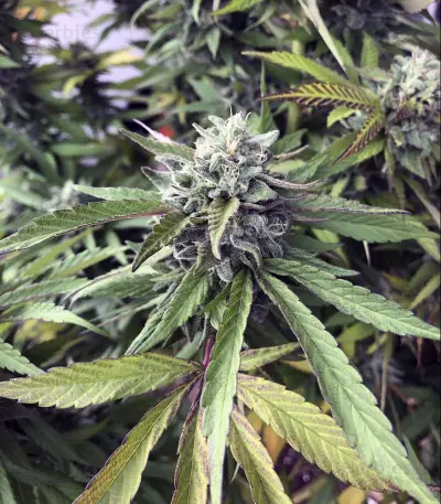 Shark Shock Seeds
