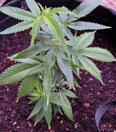 Sherbert (Blackskull Seeds)