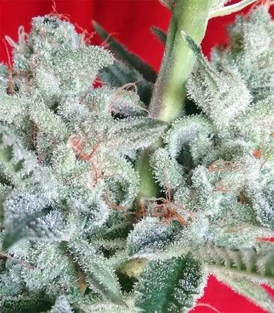 Graines de cannabis Snow Moon Regular (Ace Seeds)