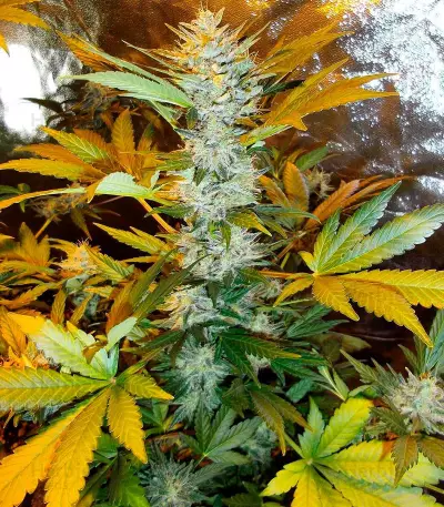 Semi femminizzati Sour Blues Auto