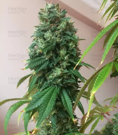 Sour Kush Seeds