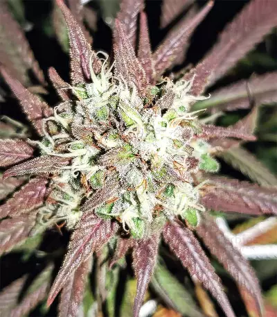 Strawberry Banana feminized seeds
