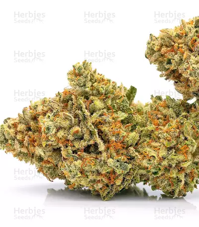 Sugarloaf (CannaBioGen)