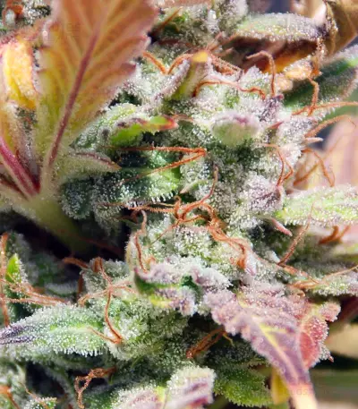 White Haze Automatic feminized seeds