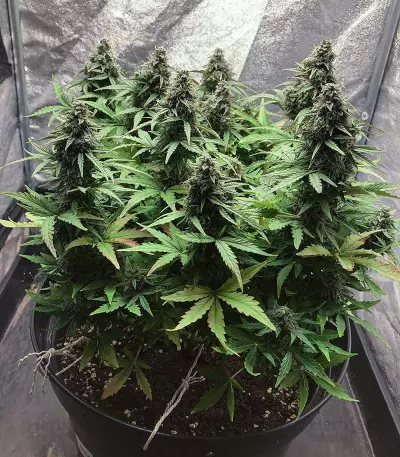 White Widow Autoflowering CBD feminized seeds