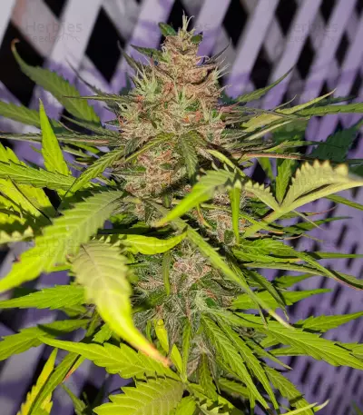 Auto Euforia (Dutch Passion)