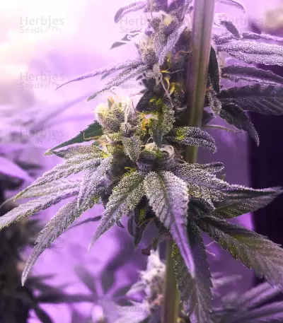 Buddha Tahoe OG Seeds
