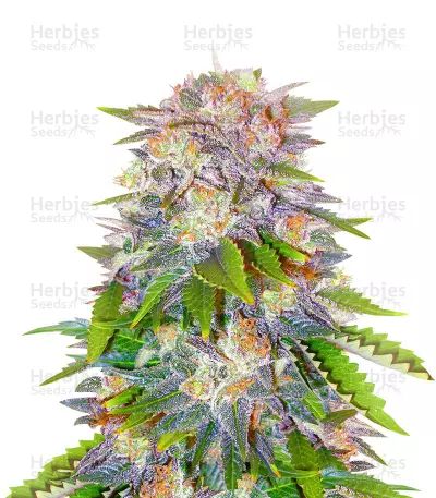 Caramelo Early Version Feminized Seeds (Delicious Seeds)