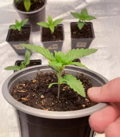 Cherry Moon Pie (Big Buddha Seeds)