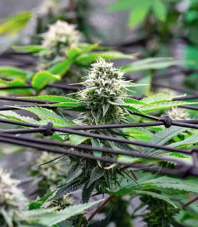 Graines de cannabis Critical Gorilla (Expert Seeds)