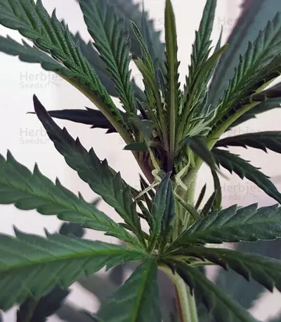 Critical Orange Punch Seeds