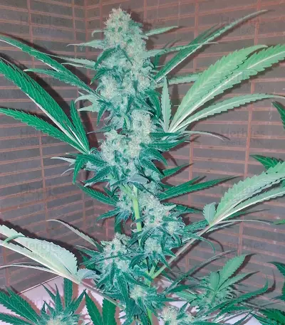 Semi femminizzati Exodus Cheese