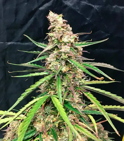 Fruit Punch Auto (Heavyweight Seeds)