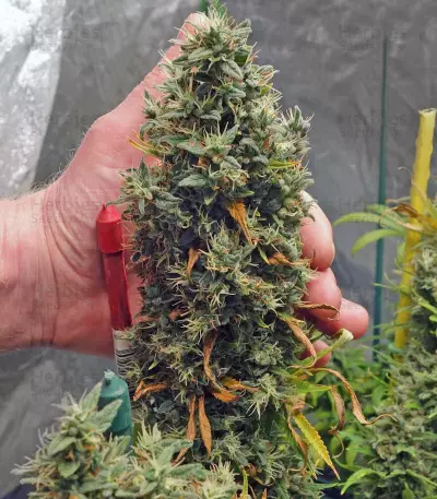 G13 Haze (Barney's Farm)