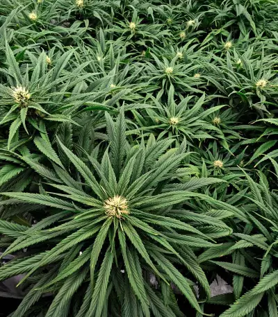 Semillas Feminizadas Jack Herer (Seedkeepers)