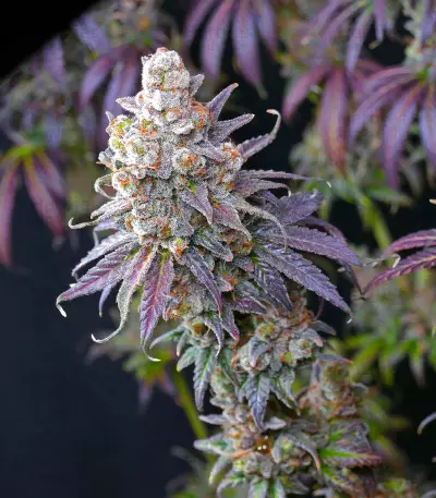 Lemon Drizzle feminized seeds (Barney's Farm)