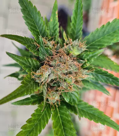 Mango Crunch Seeds