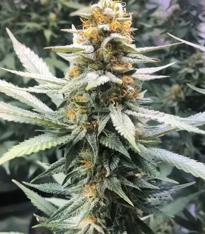 Pakistan Valley Early Harvest (World of Seeds)