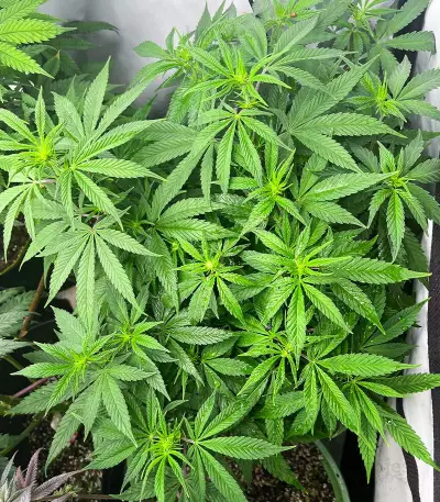 Semi a Fioritura Rapida Purple Lemonade FF (Fast Buds)