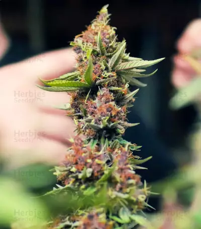 Purple Punch OG Seeds (Sweet Seeds)