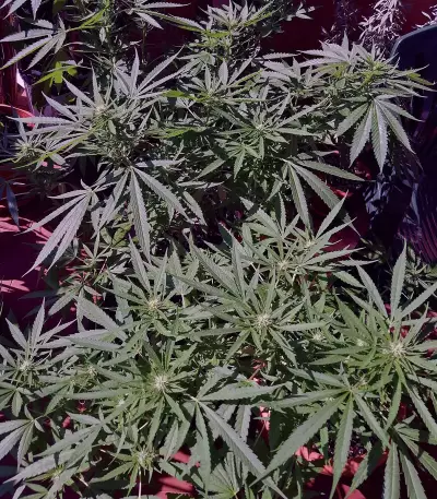 Amnesia Mac Ganja Seeds