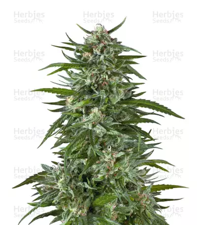 Blue Dream Feminized Seeds (Garden of Green)