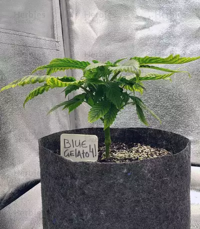 Sementes Feminizadas Blue Gelato 41 (Barney's Farm)