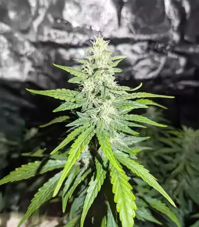 Candy Cane Mango Seeds (Seedkeepers)
