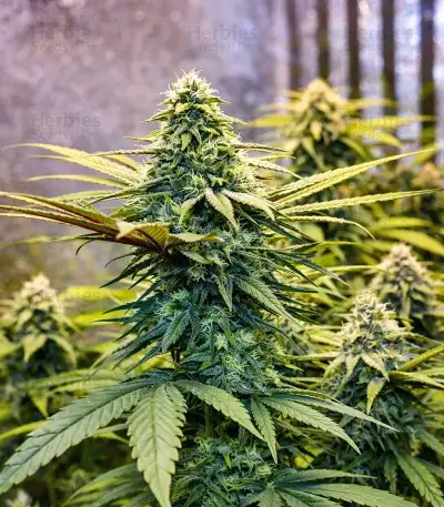 Chemical Bride Seeds