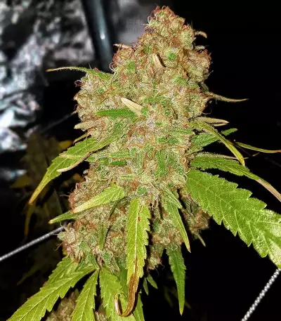 Critical Purple Kush feminized seeds