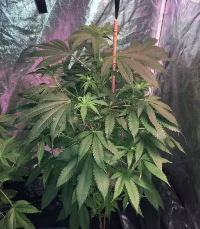 Crystal Gelato (Big Head Seeds)