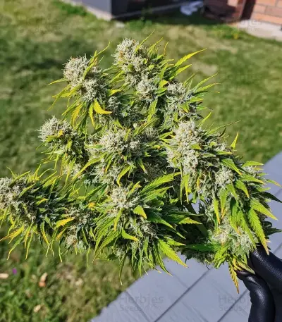 Do-Si-Dos Auto Seeds