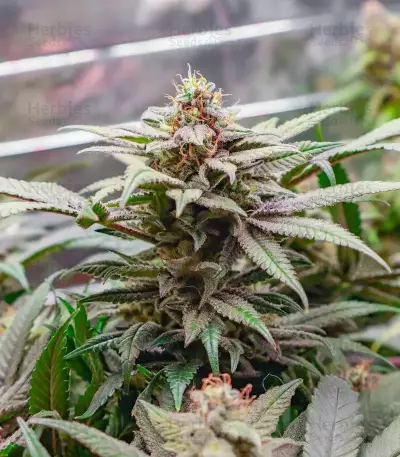 Donutz Feminized Seeds (Humboldt Seed Company)