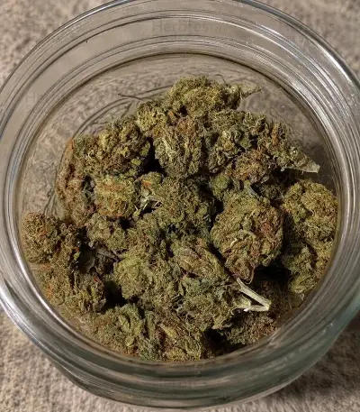 Durban Poison Seeds (Barney's Farm)