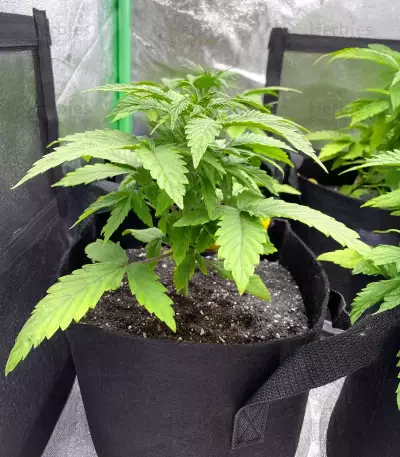 Forum Stomper Auto Seeds