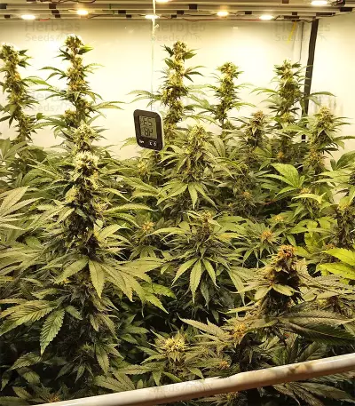Fruity Juice Seeds