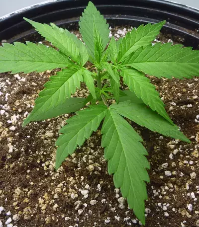 Gorilla Glue Auto (Auto Seeds)