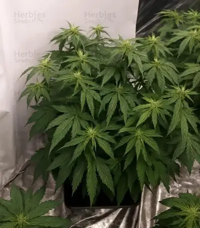 Semi Femminizzati Gorilla Cookies Auto (Big Head Seeds)