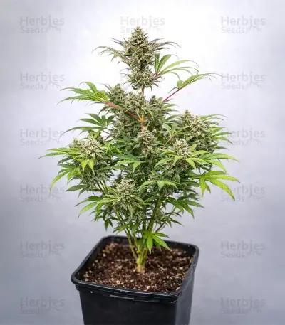Guava x Gelato 41 Auto Seeds