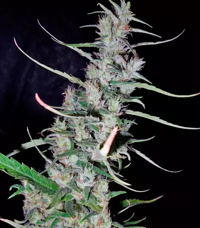 Hawaiian Snow (GHS)