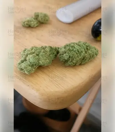 Sementes Feminizadas de Hella Jelly (Humboldt Seed Company)