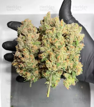 HubbaBubbaHaze Auto (Mephisto Genetics)